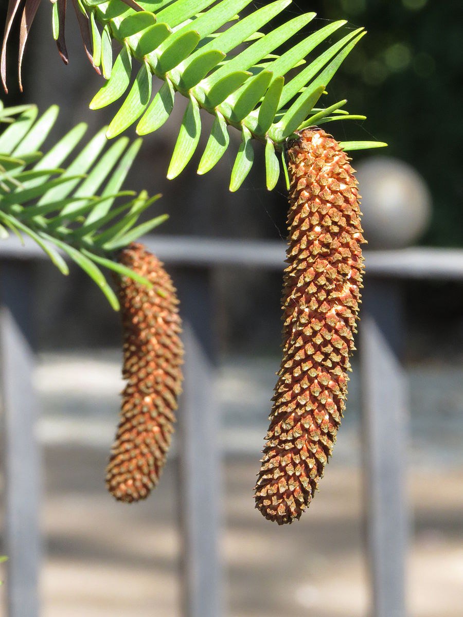 Воллемия рисунок