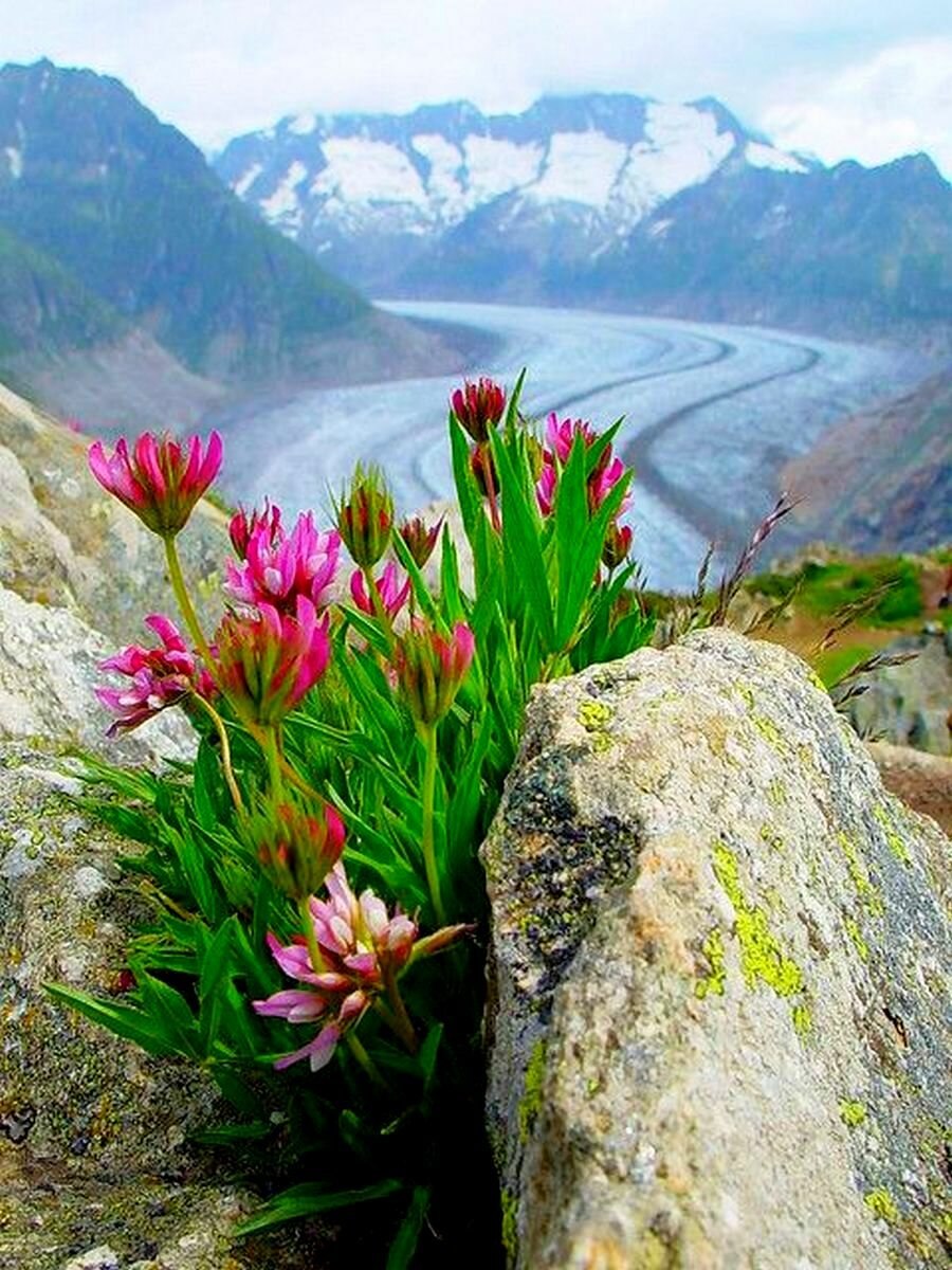 Фрески Помпеи растения