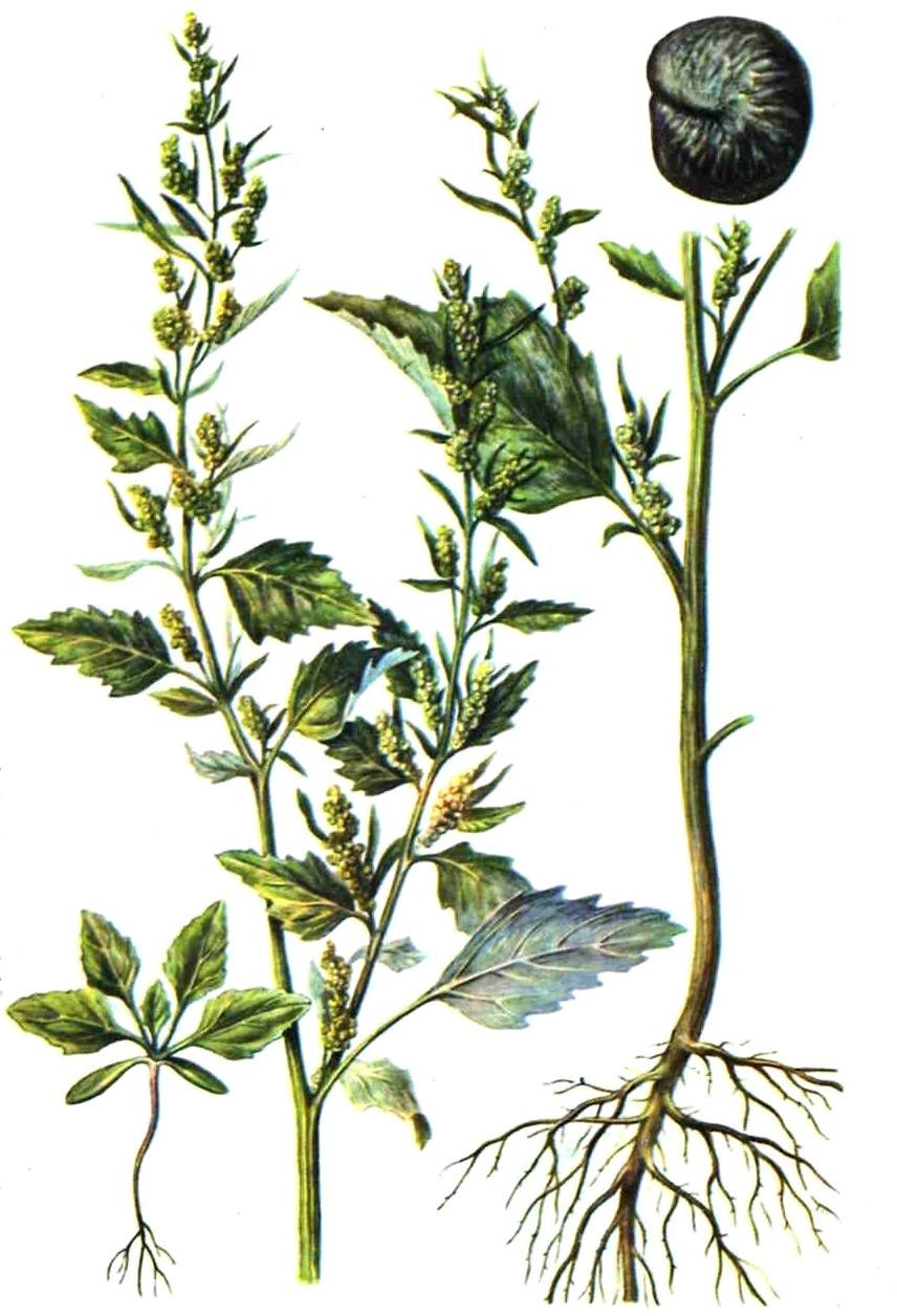 Марь белая (Chenopodium album l.)