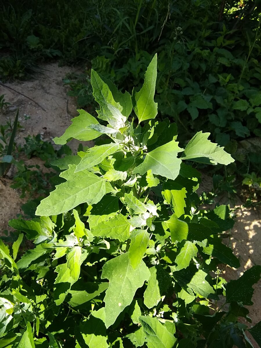 Лебеда (Atriplex)