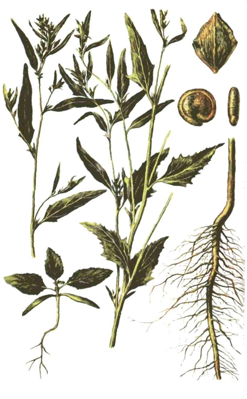 Амарант сорняк щирица