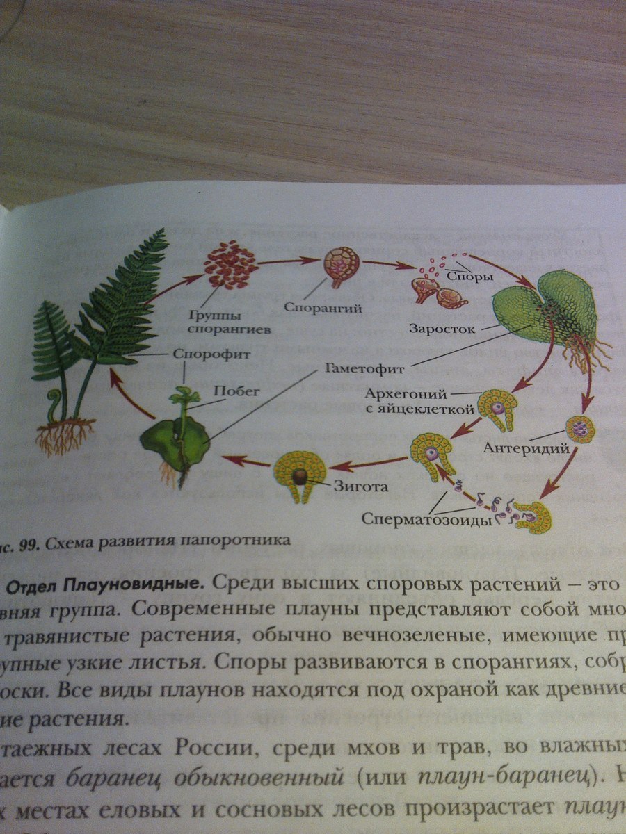 Хвощ гаметофит и спорофит