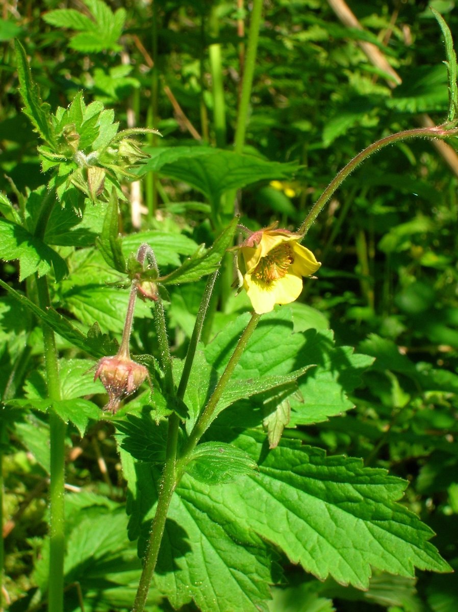 Роза Сарона Лилия Долин
