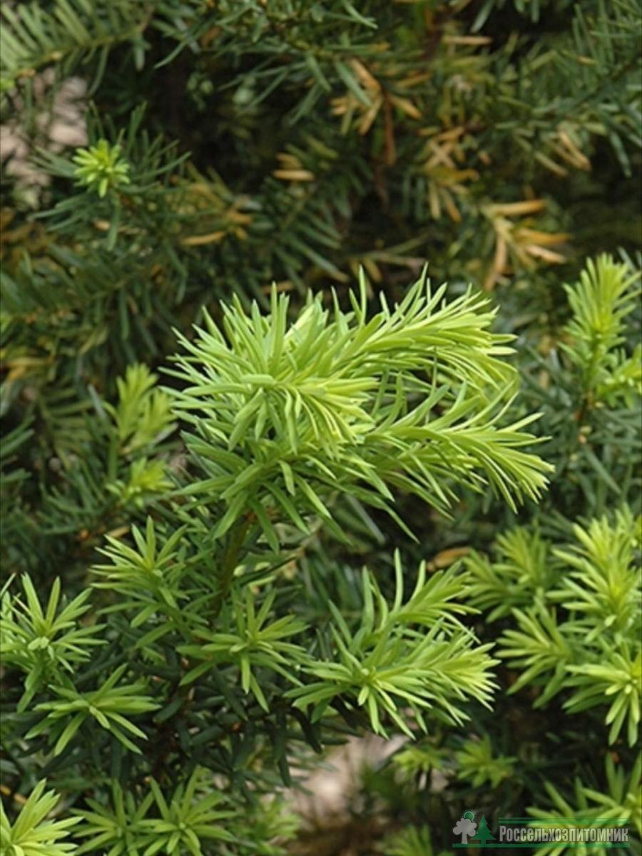Тсуга канадская Эдделох