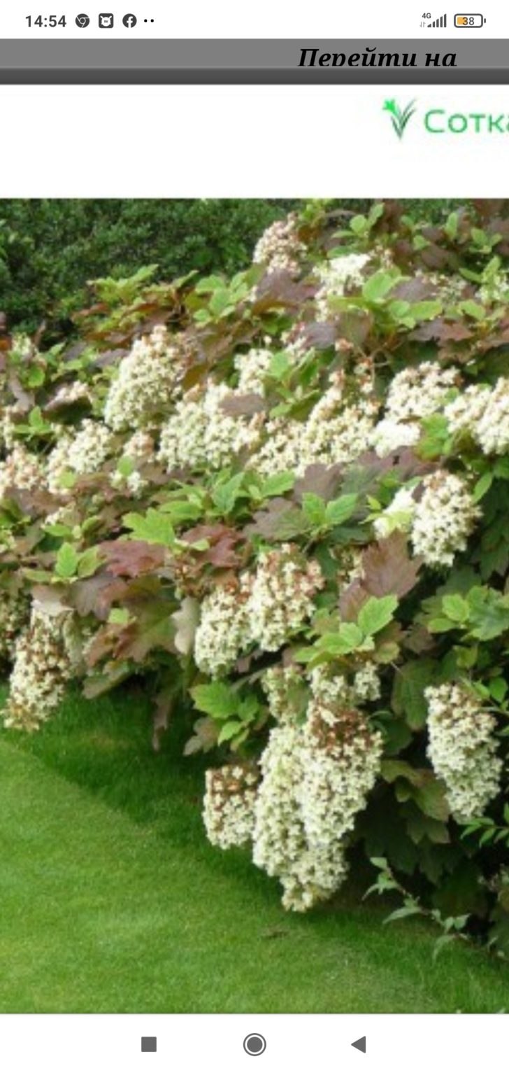 Гортензия дуболистная Snow Queen