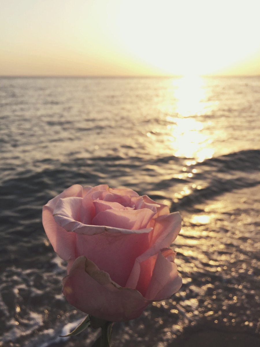 Море роз