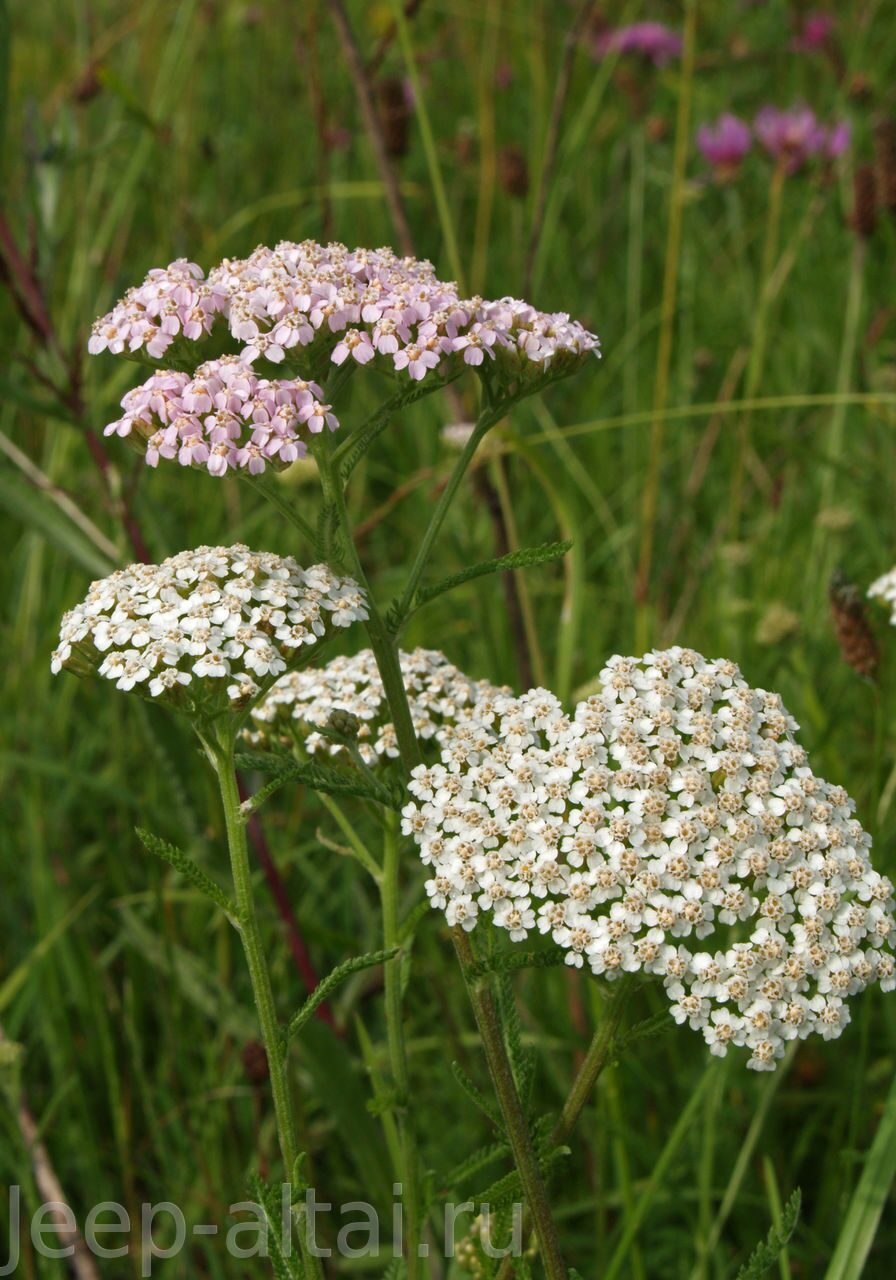 Тысячелистник ядовитый