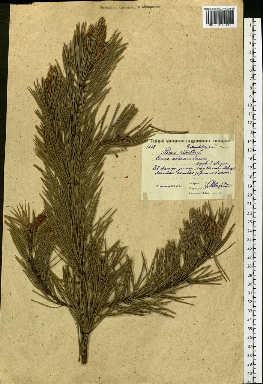 The Scots Pine book