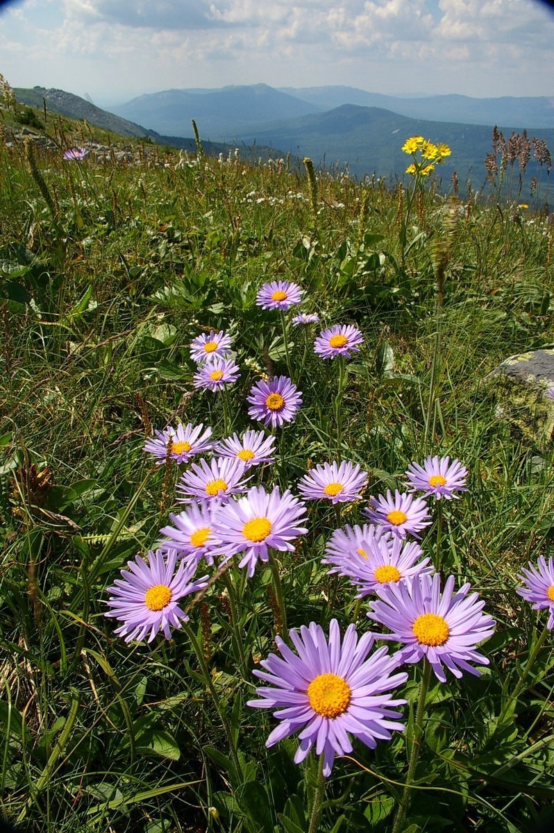 Лес Южного Урала