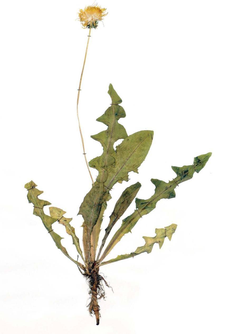 Одуванчик лекарственный корень