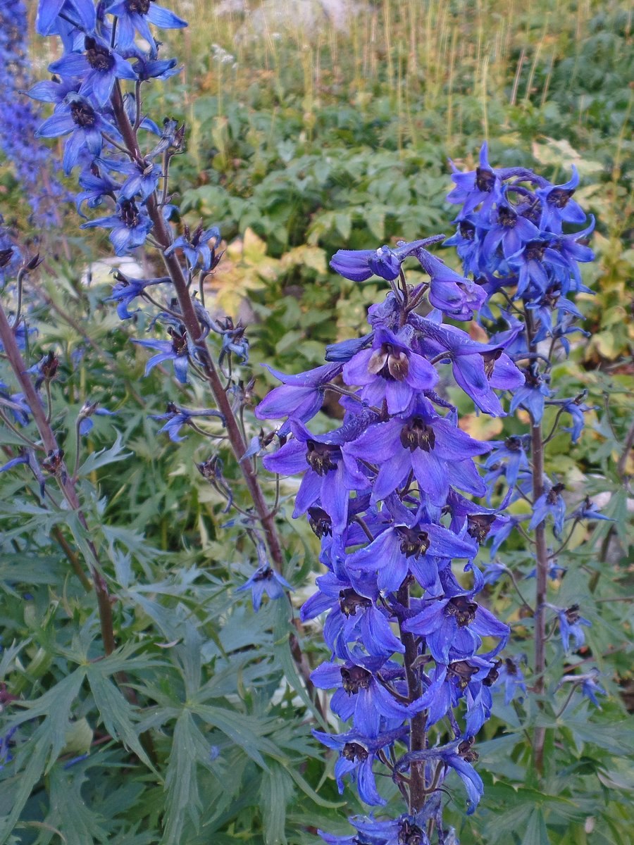 Сокирки восточные