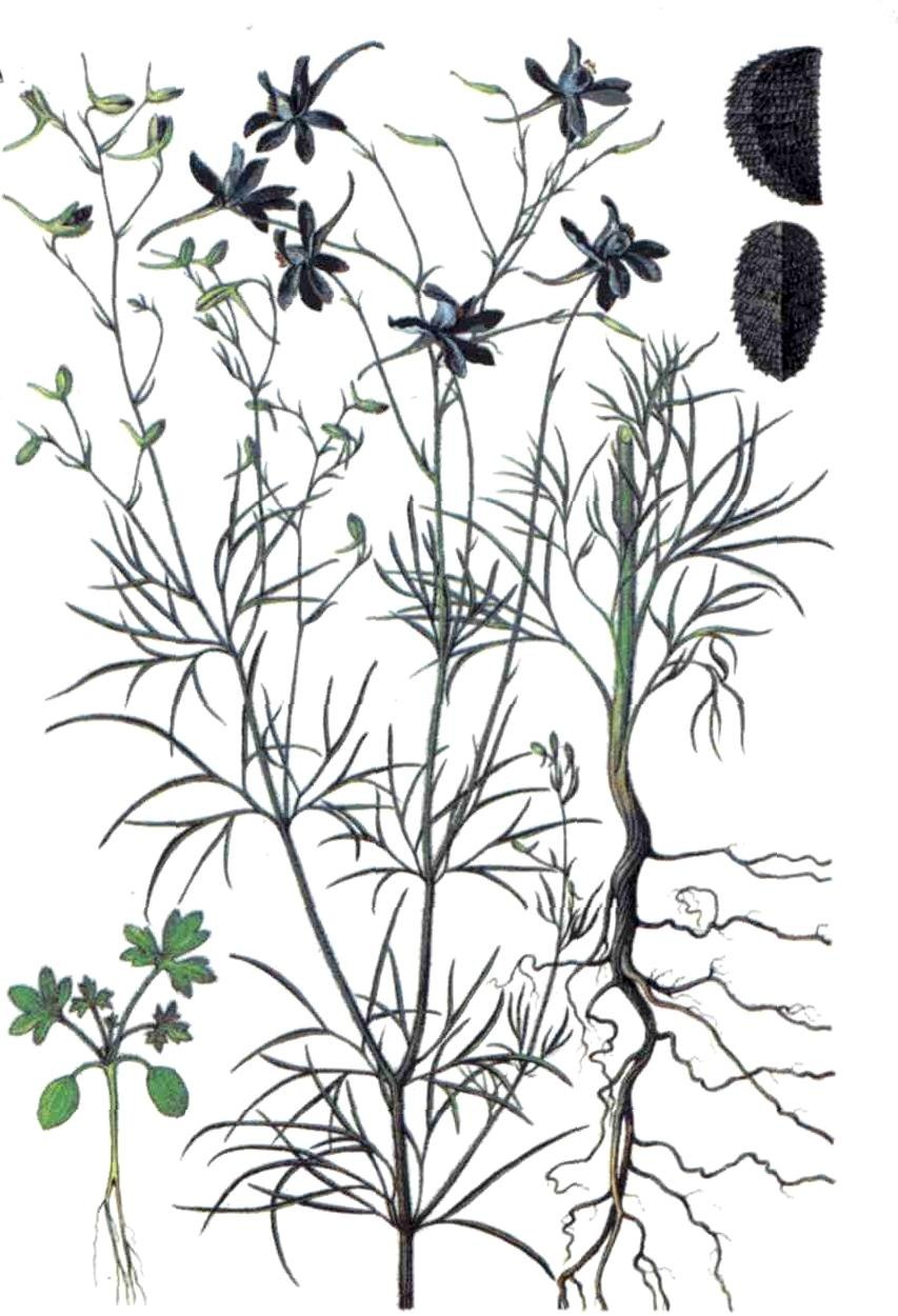 Дельфиниум Элатум