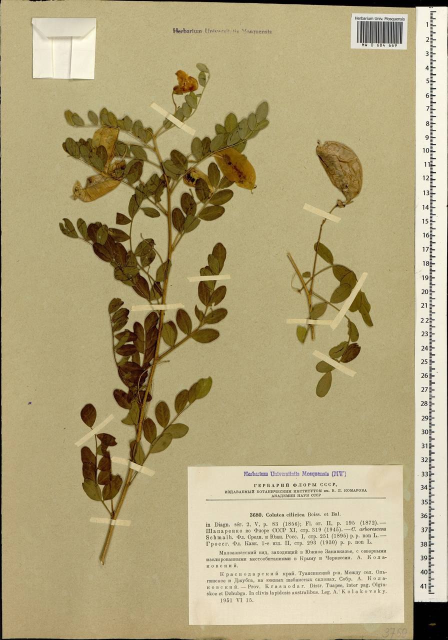 Щитовник гребенчатый - dryopteris cristata