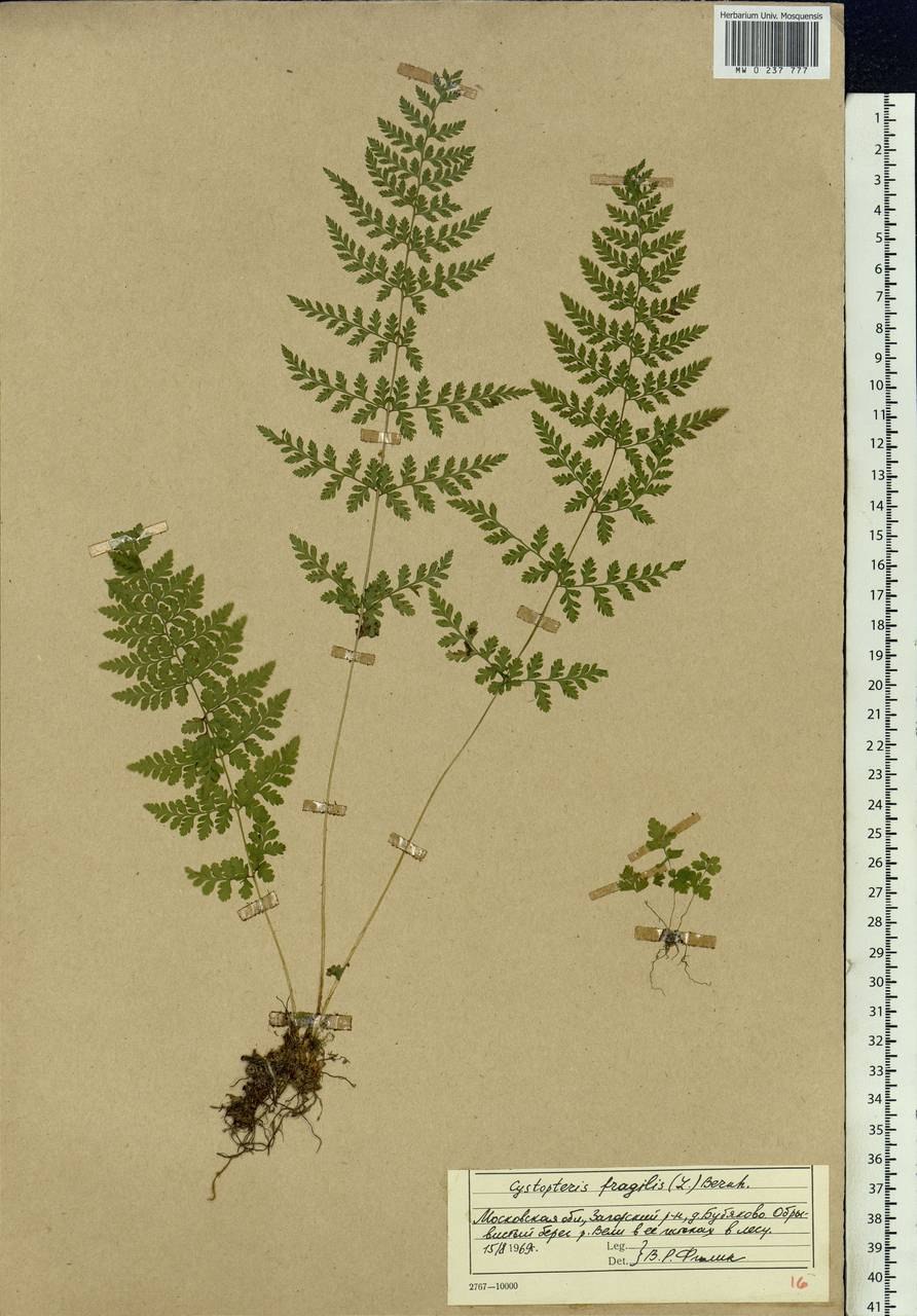 Colutea arborescens