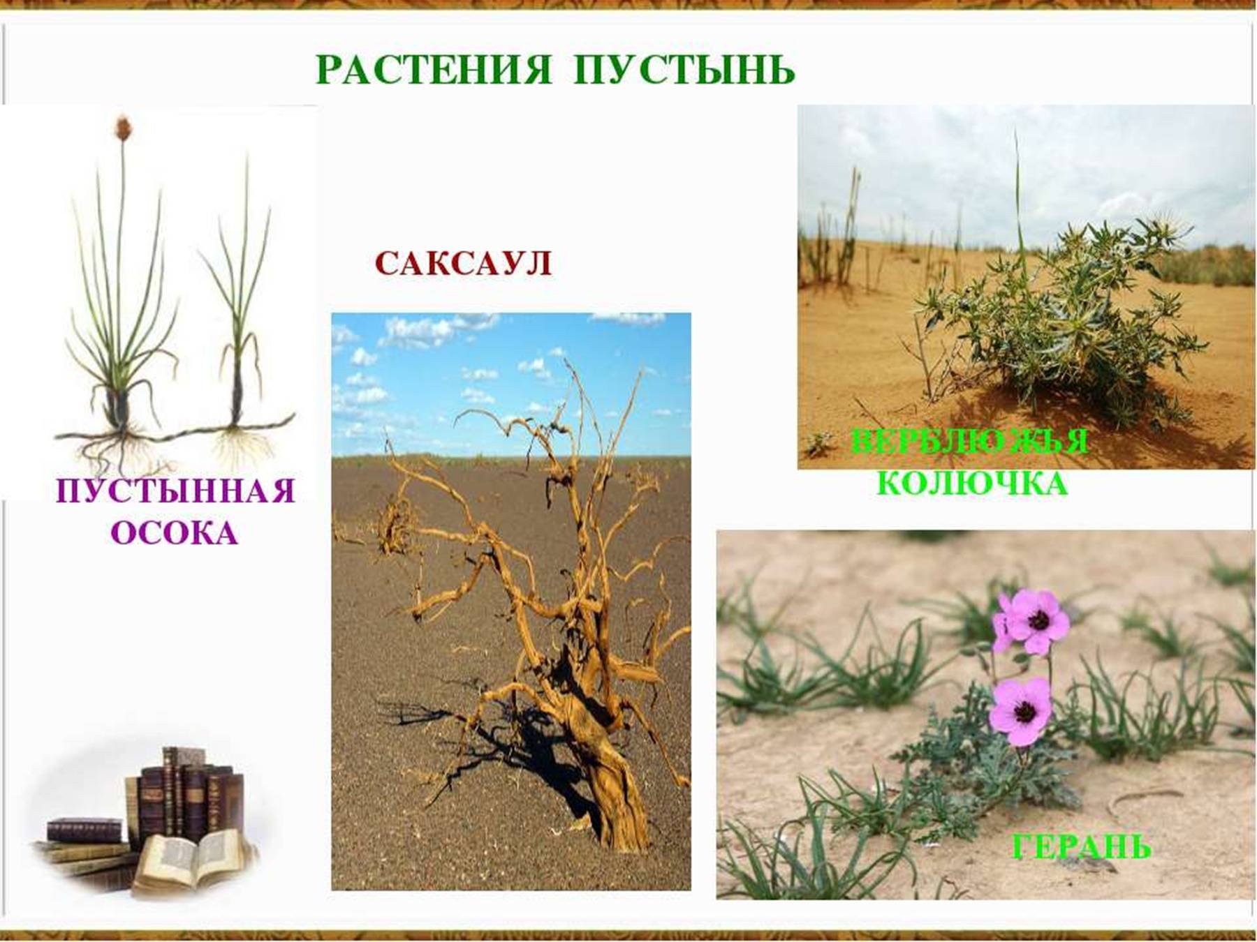 Растения пустыни 5 класс биология. Растения пустыни. Растения растущие в пустыне. Растения в пустыне название. Растения степей и пустынь.