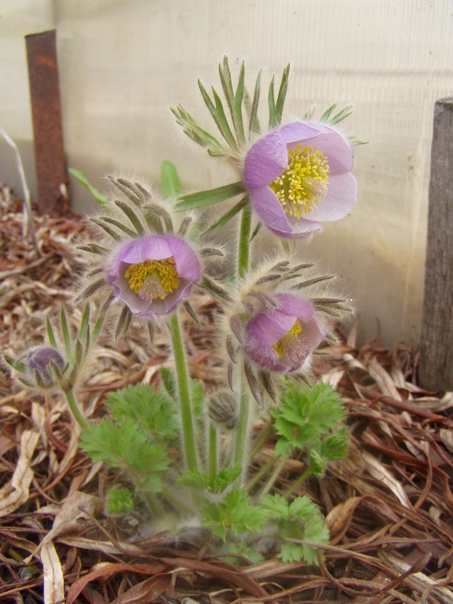 Pulsatilla vulgaris Alba