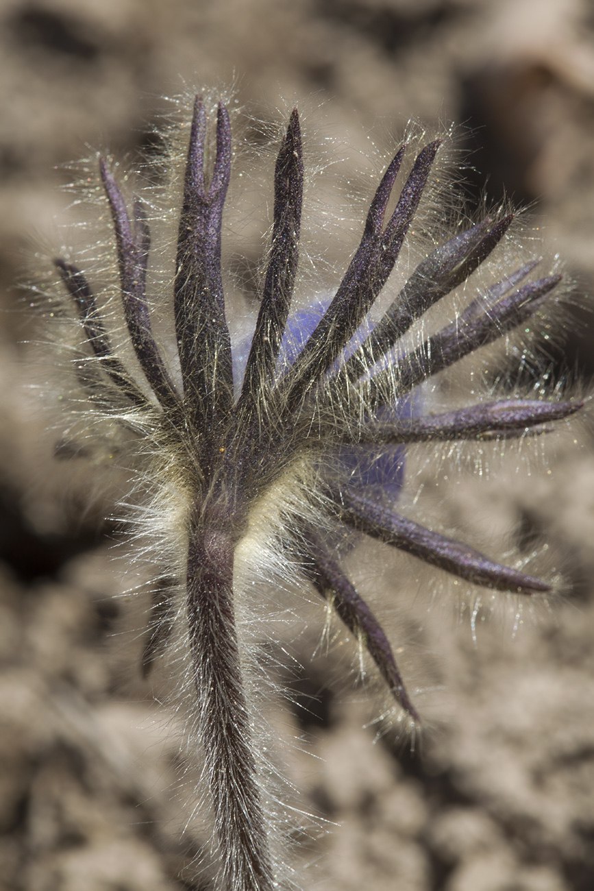 Прострел обыкновенный (Pulsatilla vulgaris)
