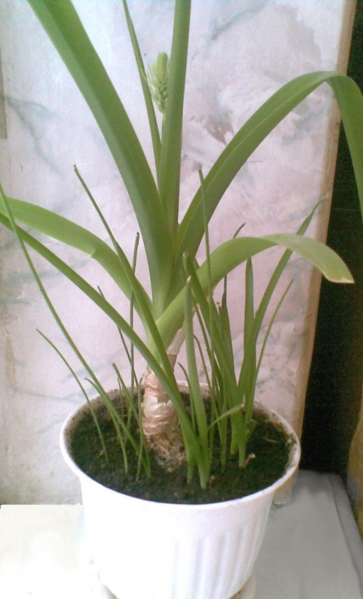 Кливия амариллис рассадка