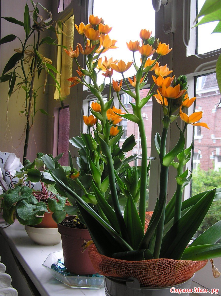 Индийский лук птицемлечник хвостатый