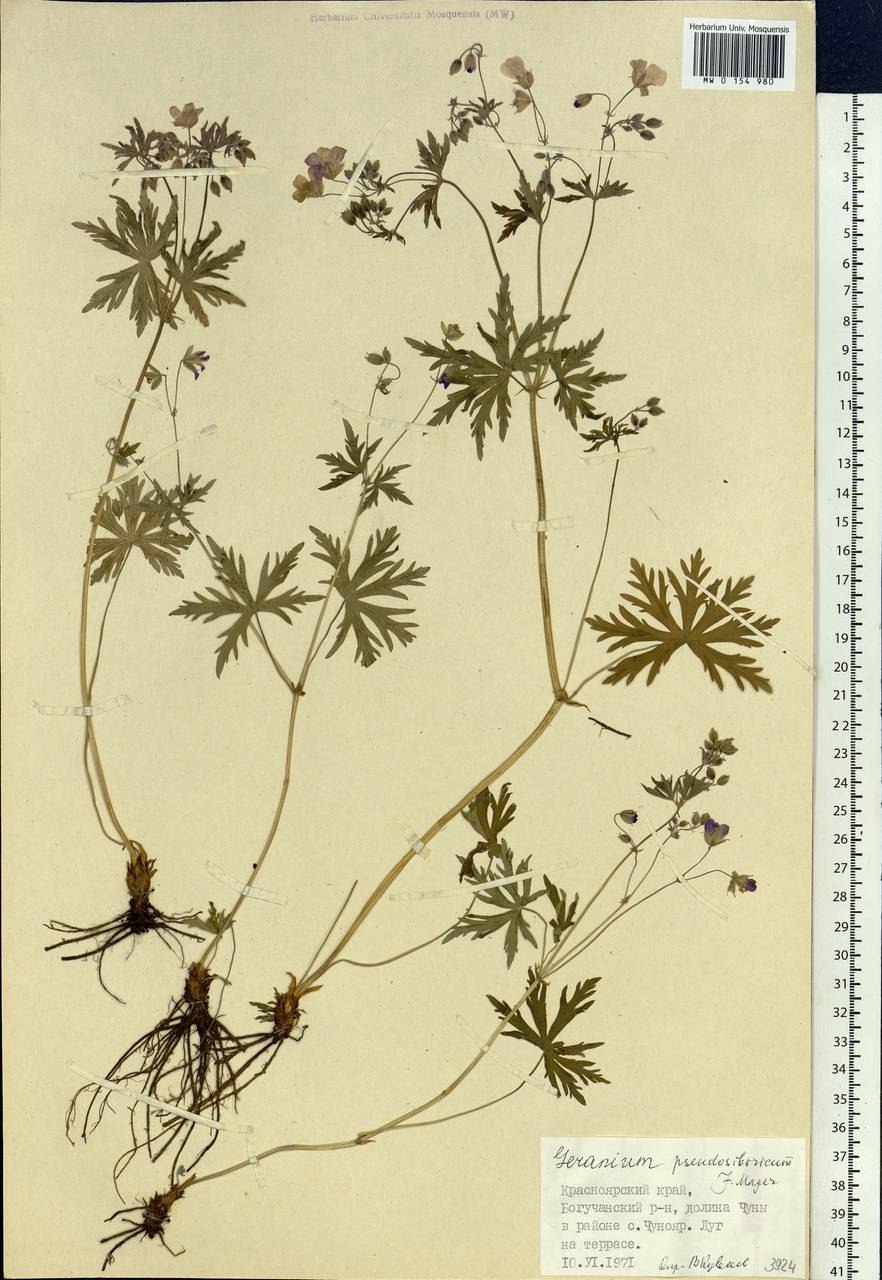 Герань Ричардсона