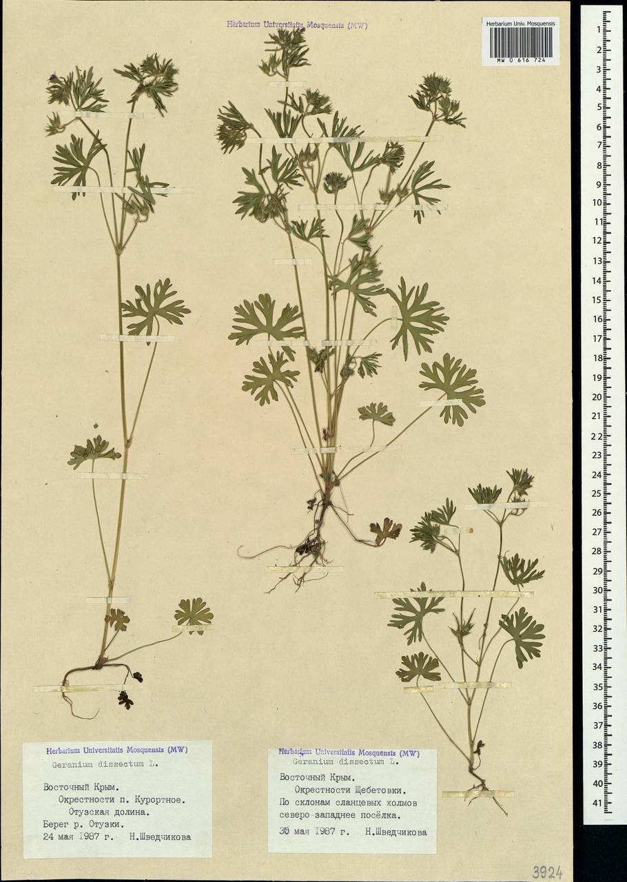 Герань Луговая белая