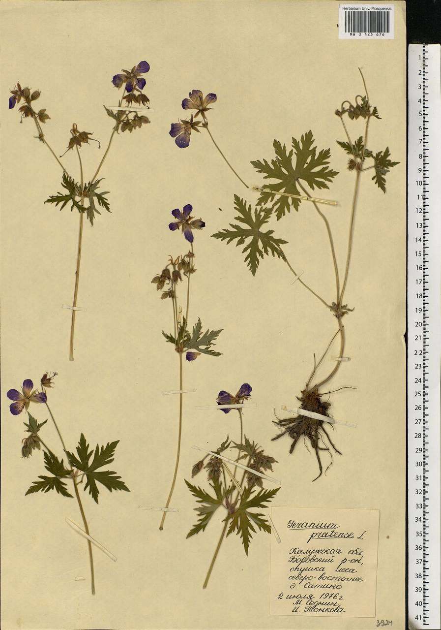 Герань Линнея Андрея