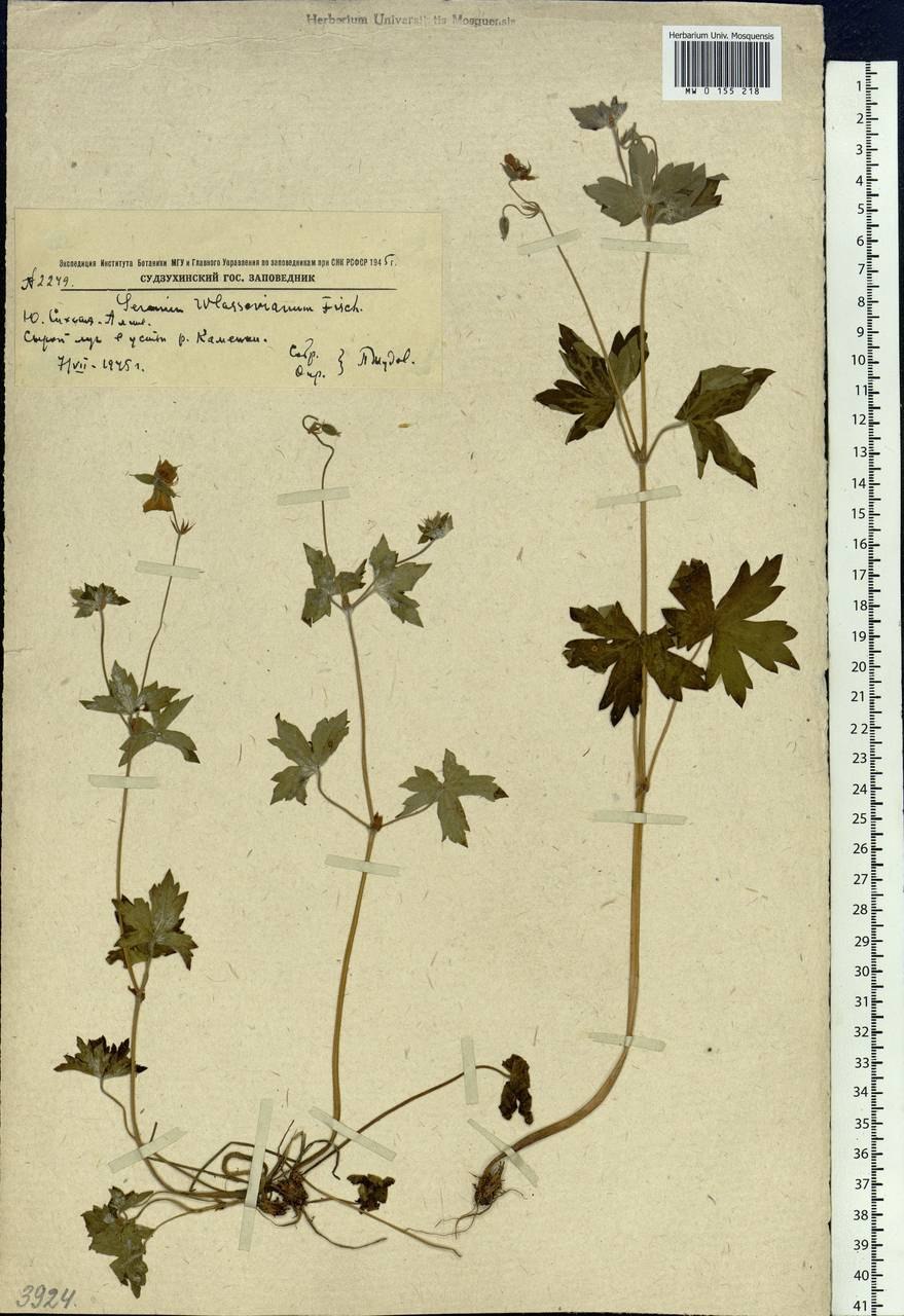 Герань луговая жизненная форма по раункиеру