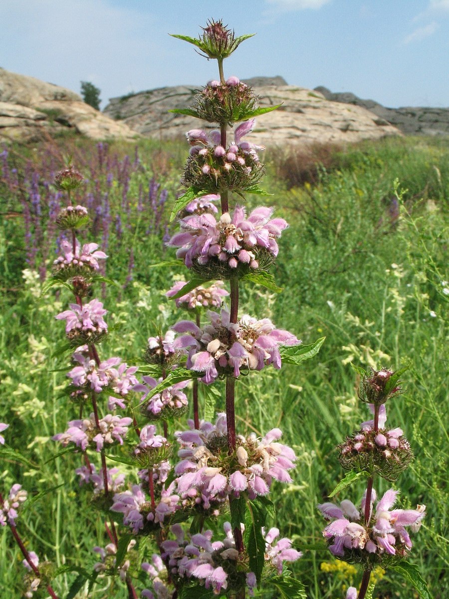 Зопник клубненосный (Phlomis tuberosa)