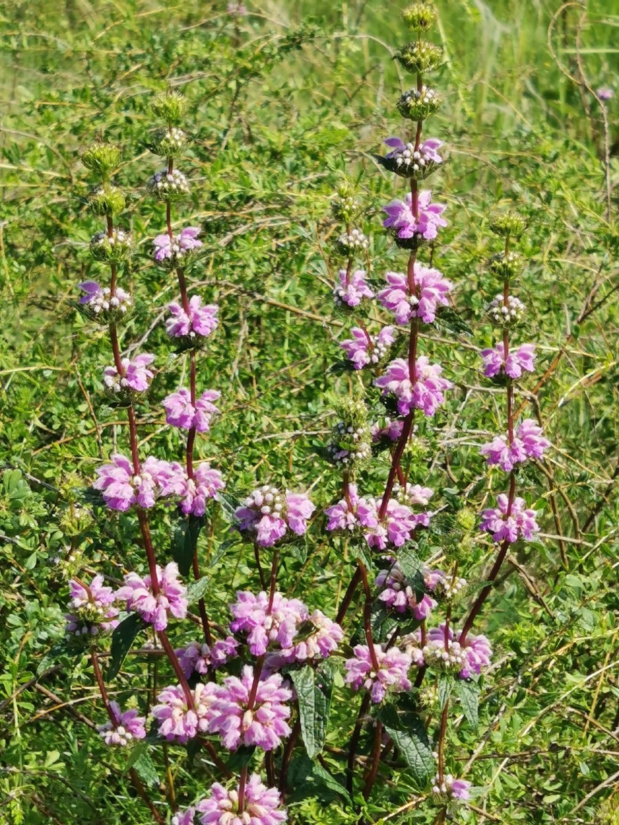 Зопник (Phlomis)