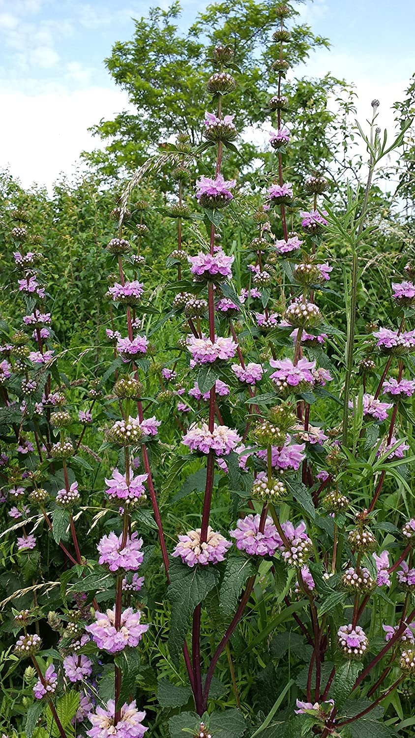 Зопник Рассела / Phlomis russeliana