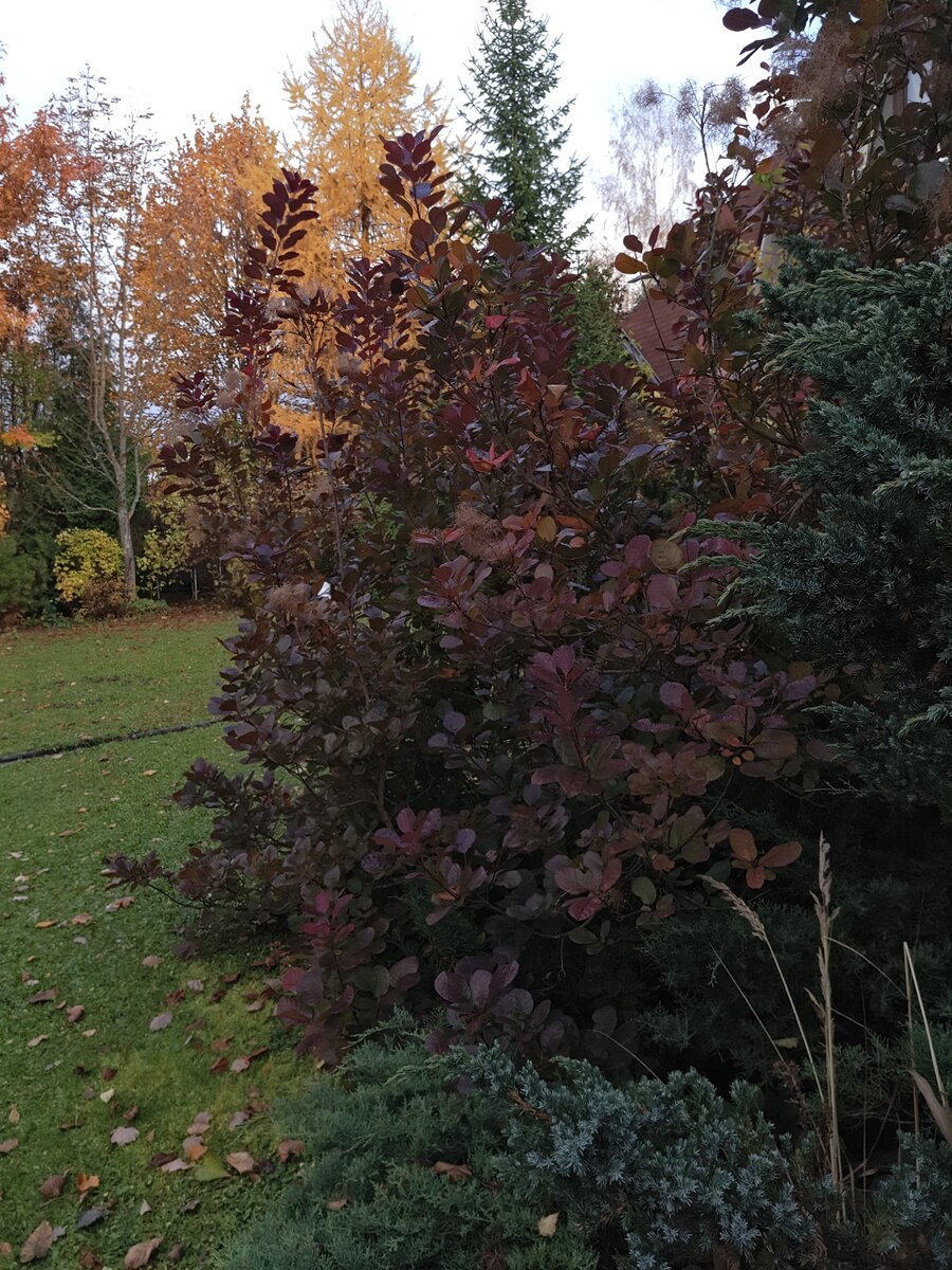 Лещина обыкновенная Пурпуреа