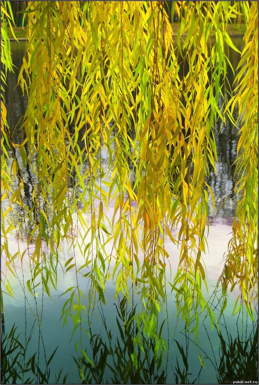 Ивовый лист