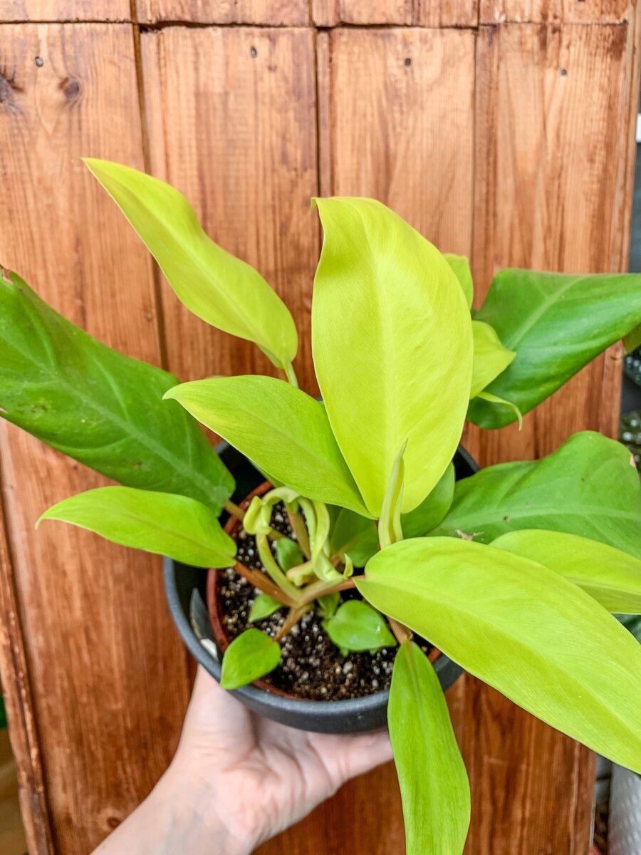 Филодендрон ПИНАТИФИДУМ