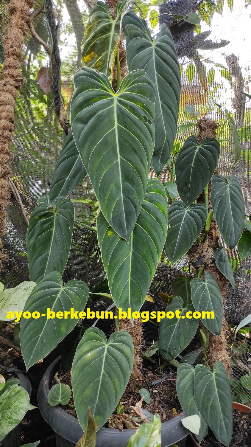 Филодендрон желтая принцесса