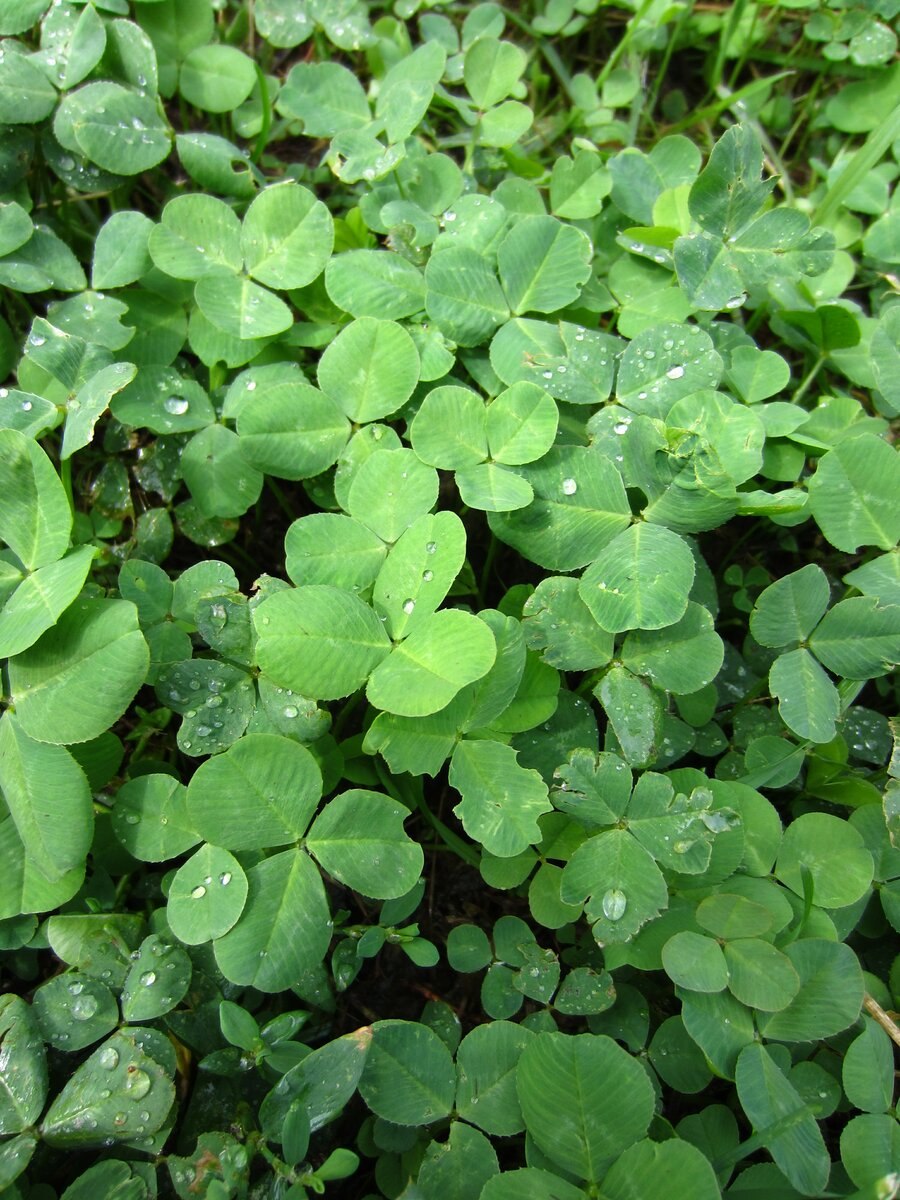 Клевер трилистник сорняк