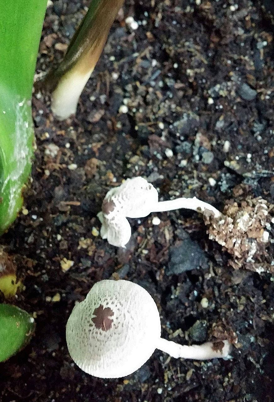 Грибы в цветочном горшке