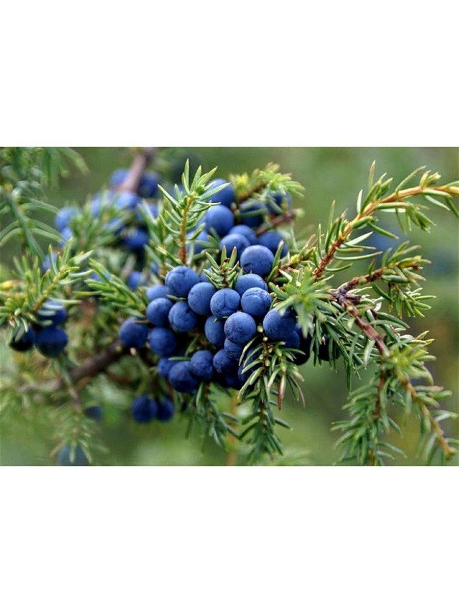 Голосеменные растения можжевельник