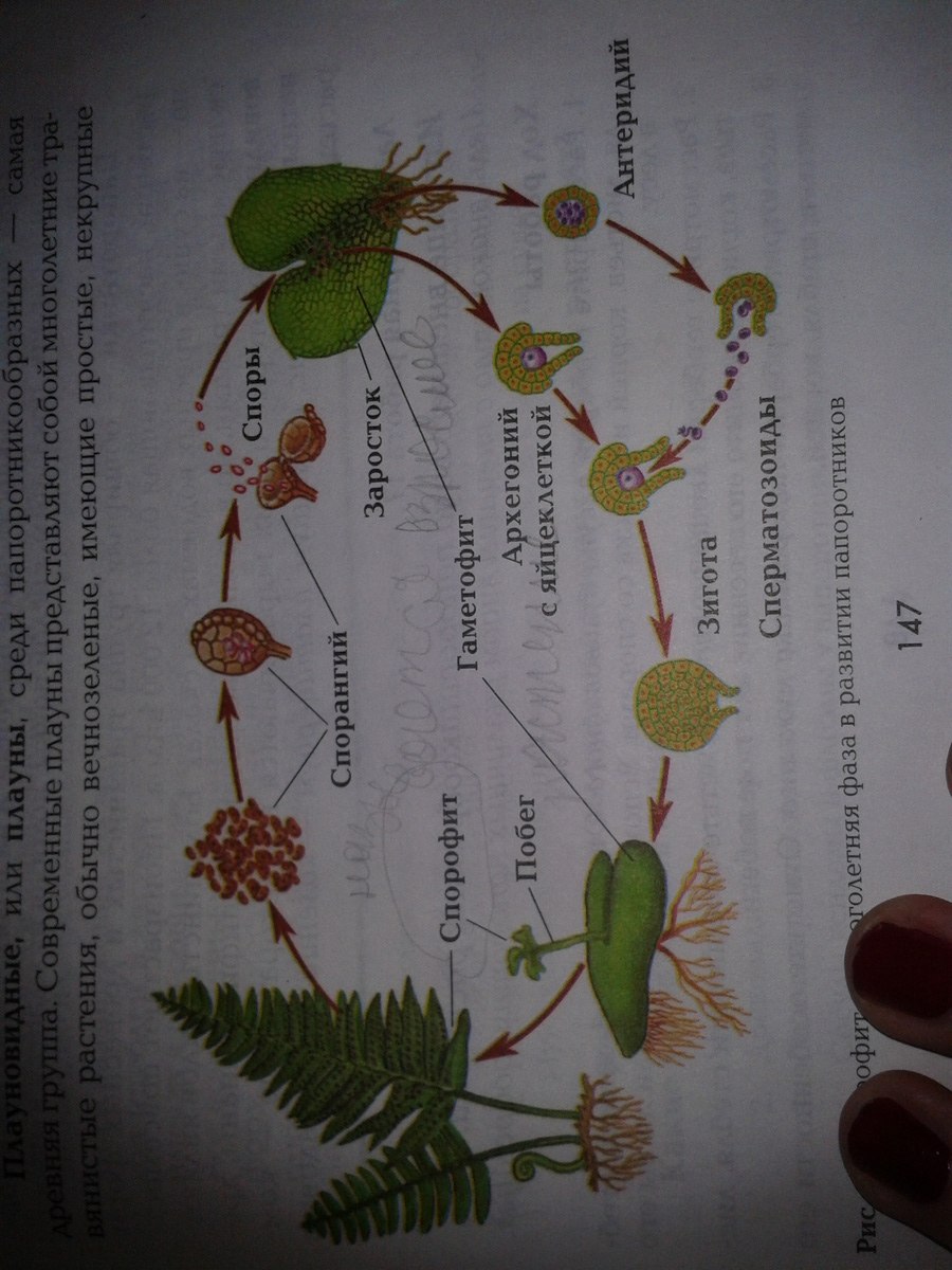 Заросток щитовника