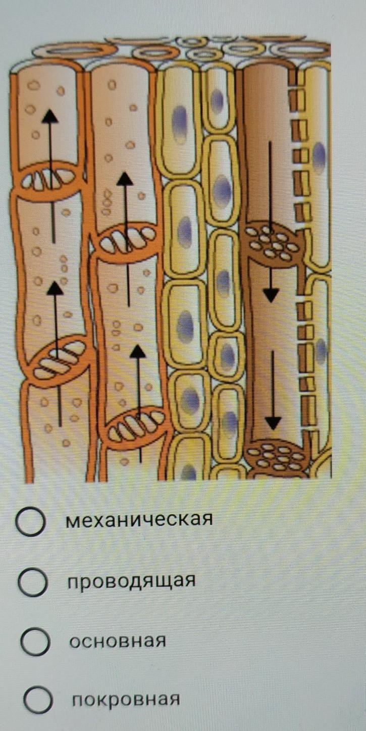Покровная механическая Проводящая ткань