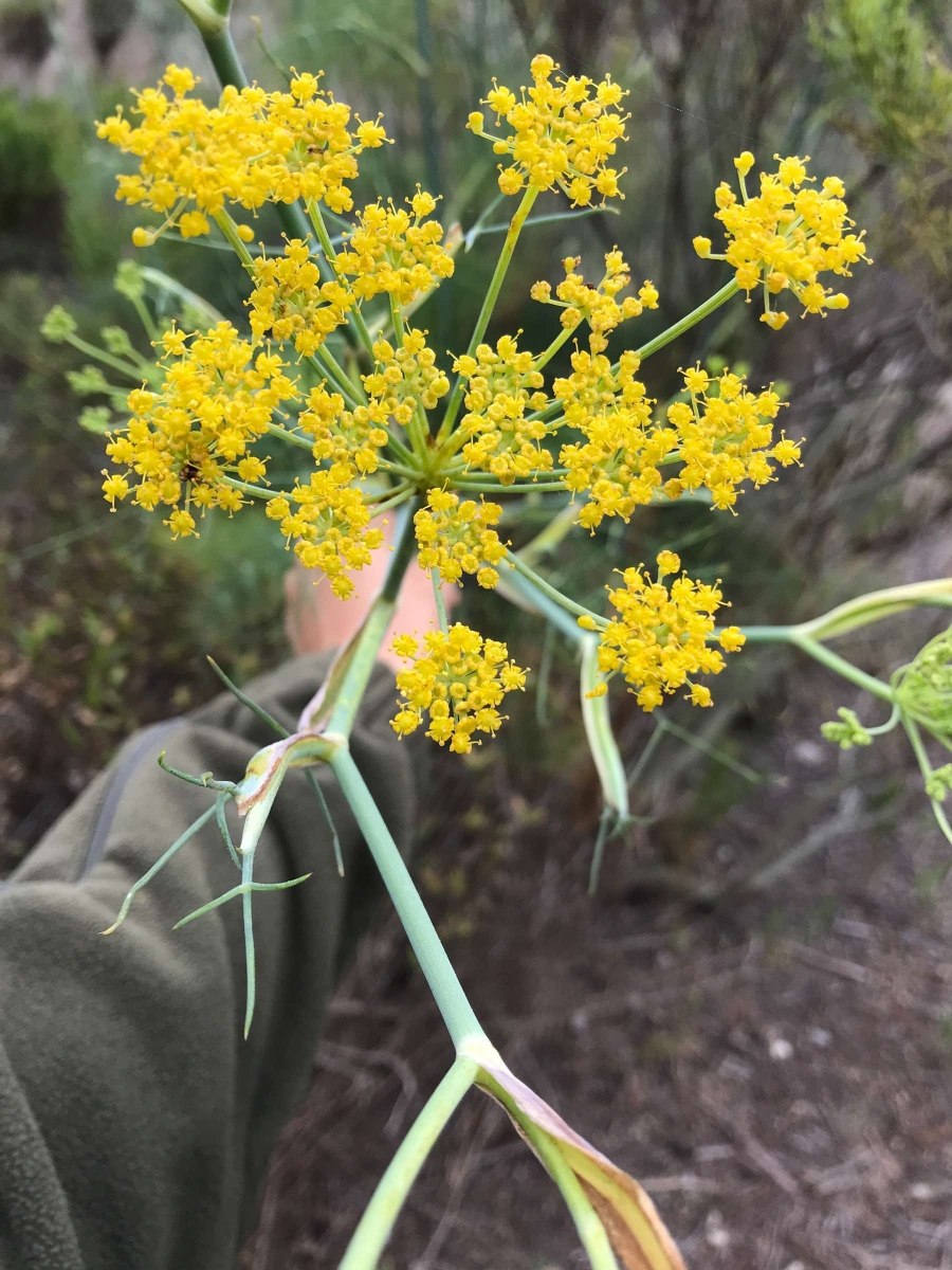 Фенхель обыкновенный ГФ