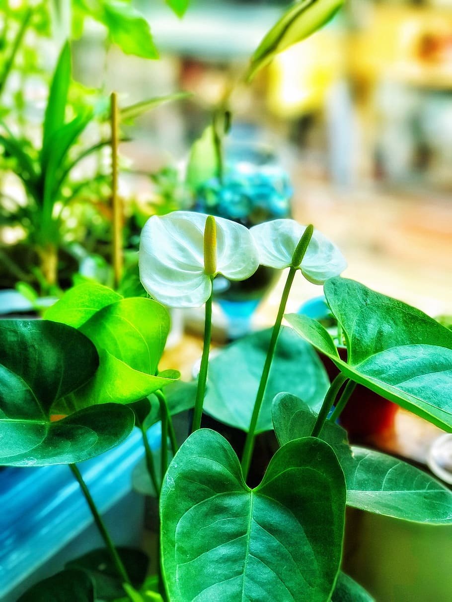 Антуриум фисташковый