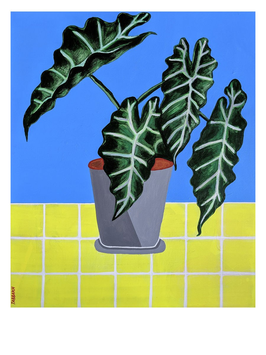 Алоказия Венти