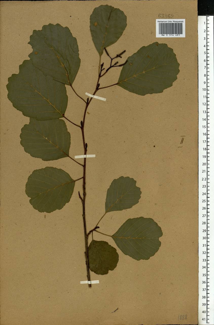 Ольха Болотная