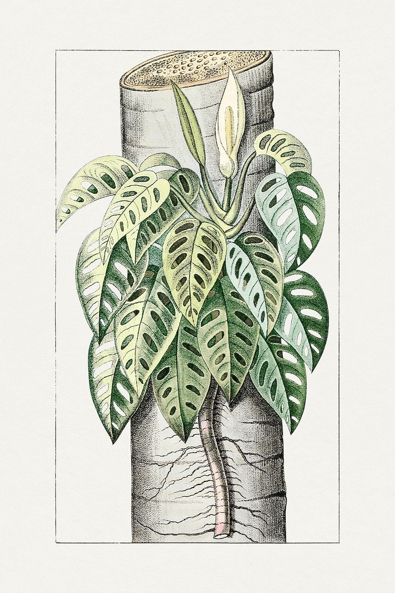 Лист монстеры без фона