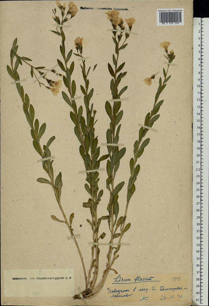 Лён сорт Северный