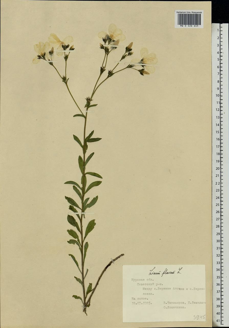 Крестоцветные растения лен