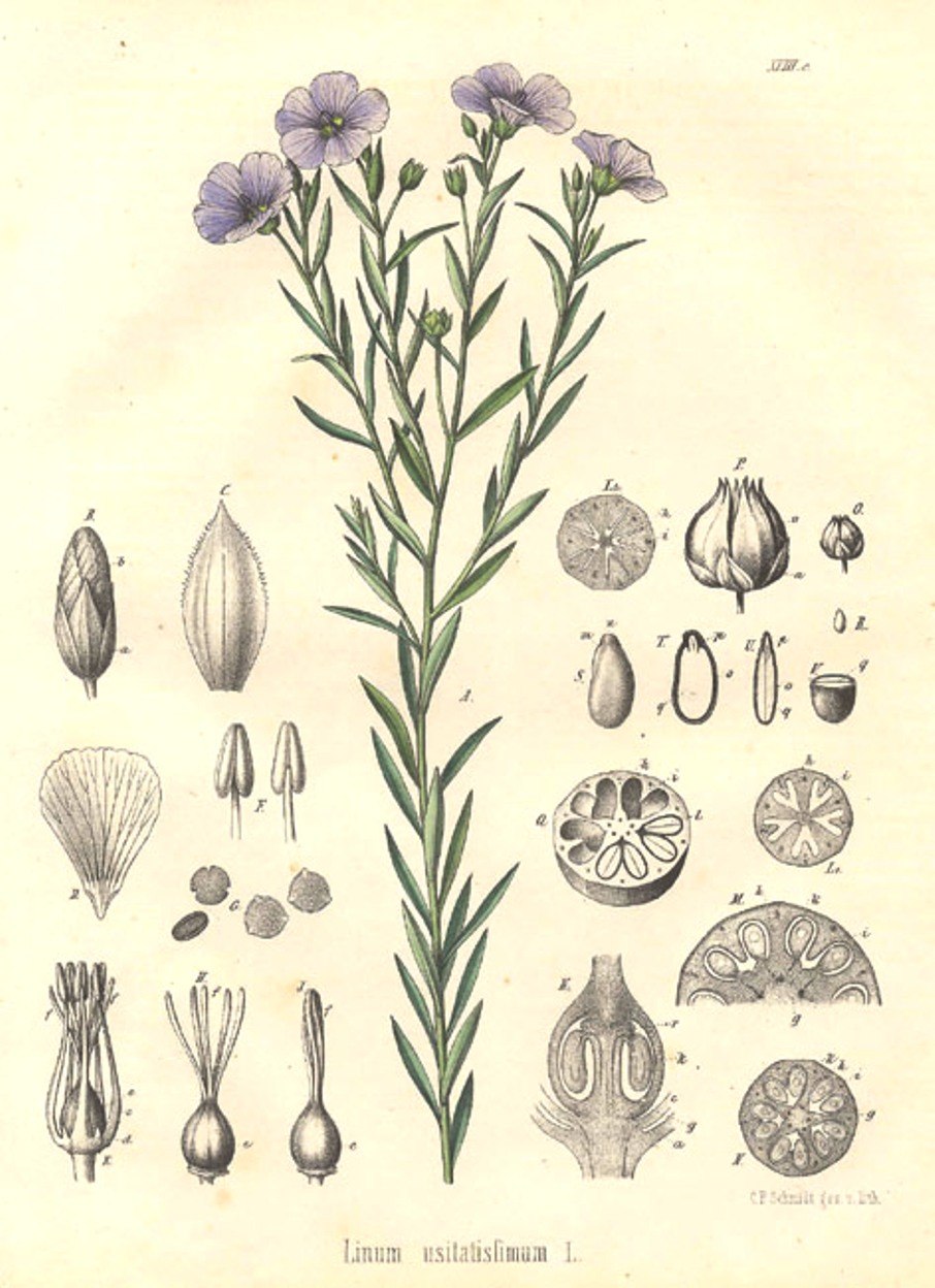 Лен обыкновенный Фармакогнозия