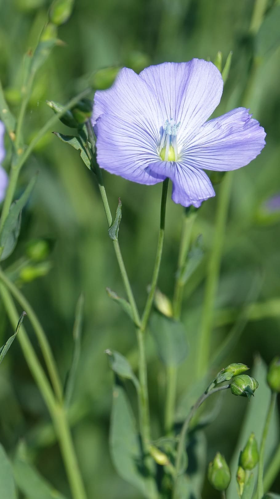 Лен крупноцветковый Скарлет