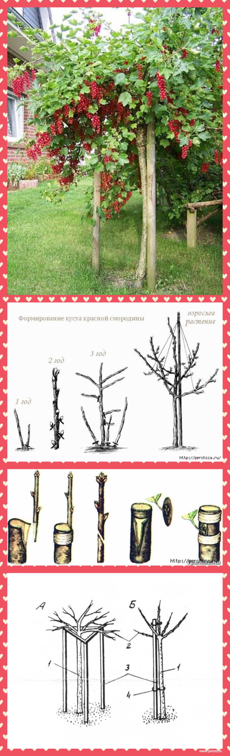Штамбовая формировка смородины