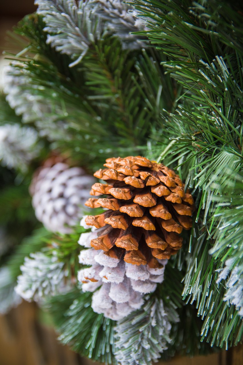 Шишка сосны и шишка елки